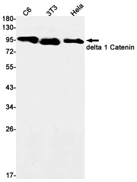 delta 1 Catenin Rabbit Monoclonal Antibody
