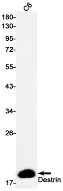 Destrin Rabbit Monoclonal Antibody