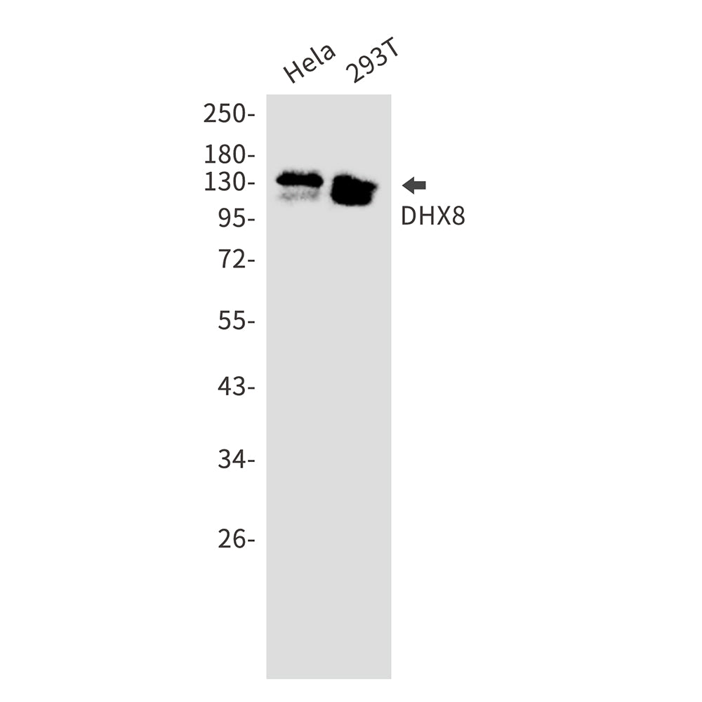 DHX8 Rabbit Monoclonal Antibody