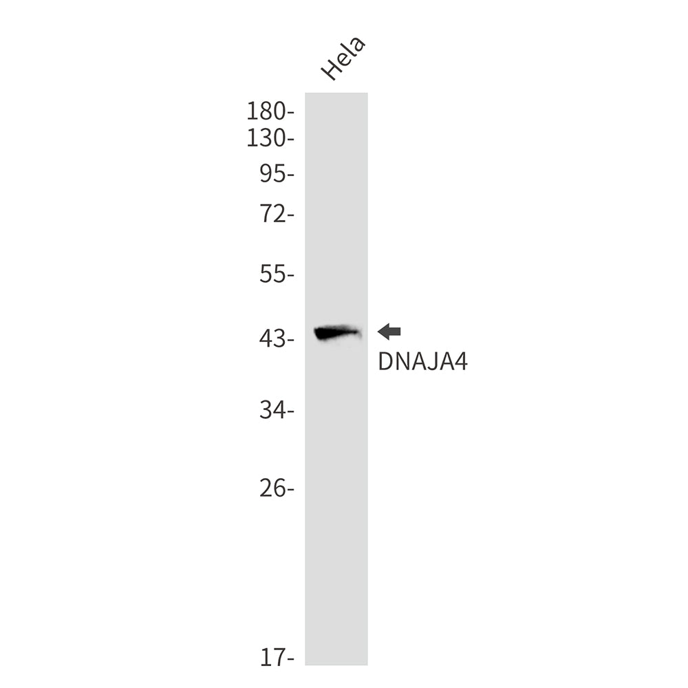 DNAJA4 Rabbit Monoclonal Antibody