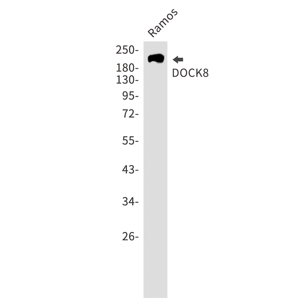 DOCK8 Rabbit Monoclonal Antibody