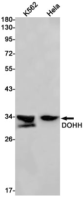 DOHH Rabbit Monoclonal Antibody