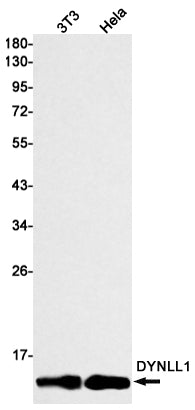DYNLL1 Rabbit Monoclonal Antibody