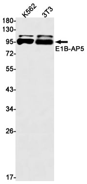 E1B AP5 Rabbit Monoclonal Antibody