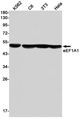 Elongation Factor 1A1 Rabbit Monoclonal Antibody