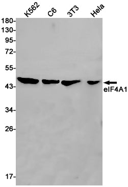 eIF4A1 Rabbit Monoclonal Antibody