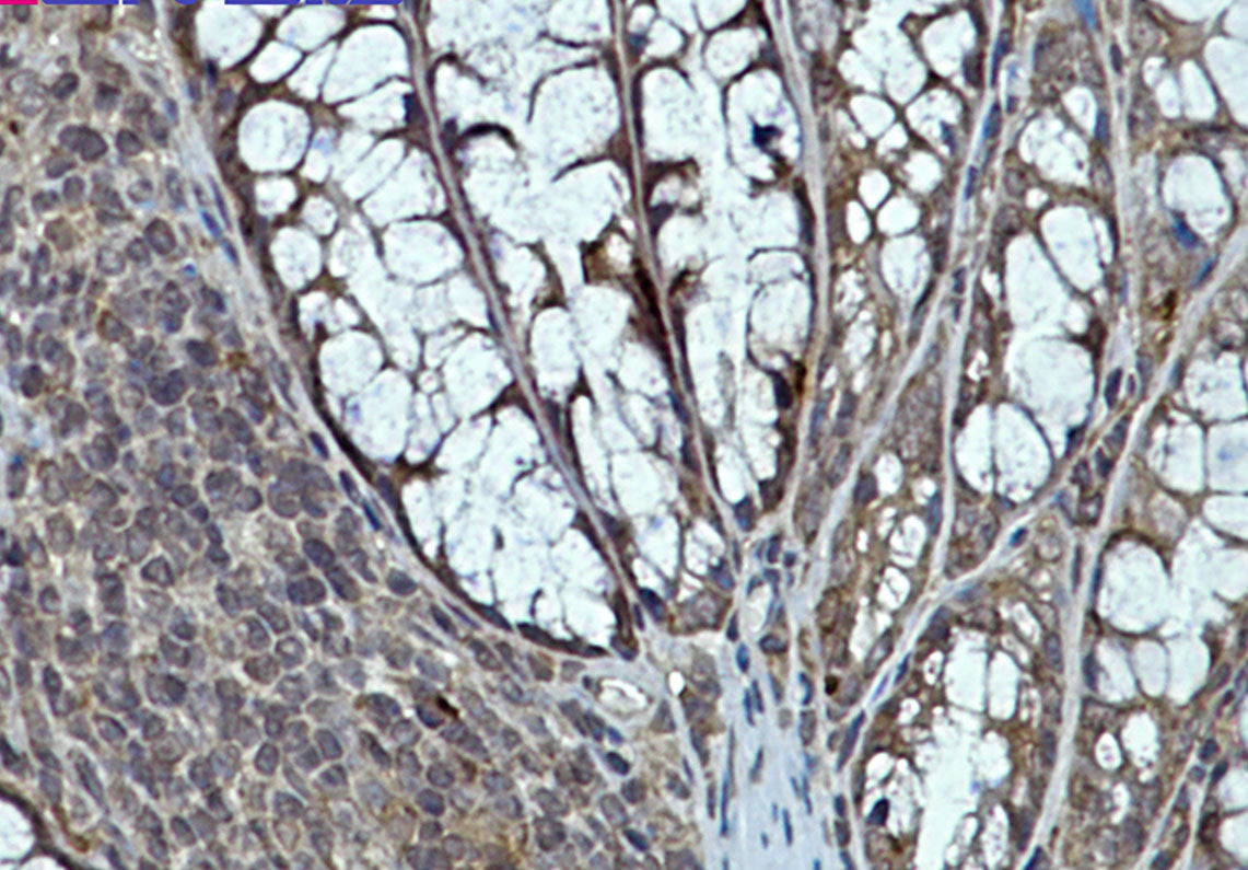 eIF4E Rabbit Monoclonal Antibody
