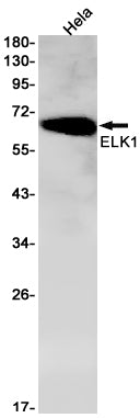 ELK1 Rabbit Monoclonal Antibody