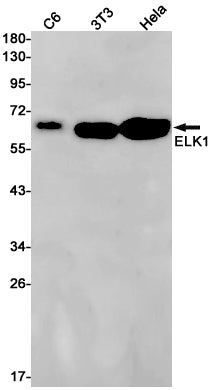 ELK1 Rabbit Monoclonal Antibody