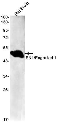 EN1 Rabbit Monoclonal Antibody