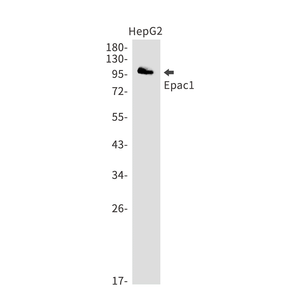 Epac1 Rabbit Monoclonal Antibody