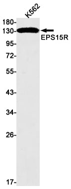 EPS15R Rabbit Monoclonal Antibody