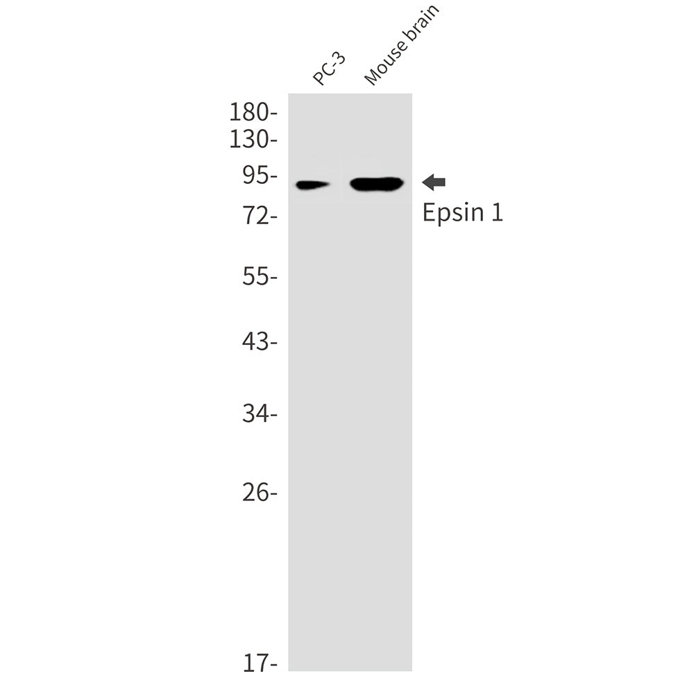 Epsin 1 Rabbit Monoclonal Antibody