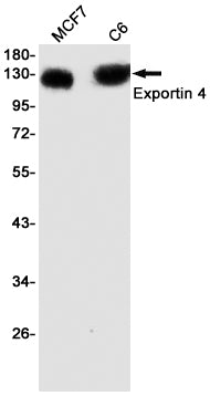XPO4 Rabbit Monoclonal Antibody