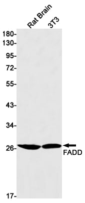 FADD Rabbit Monoclonal Antibody