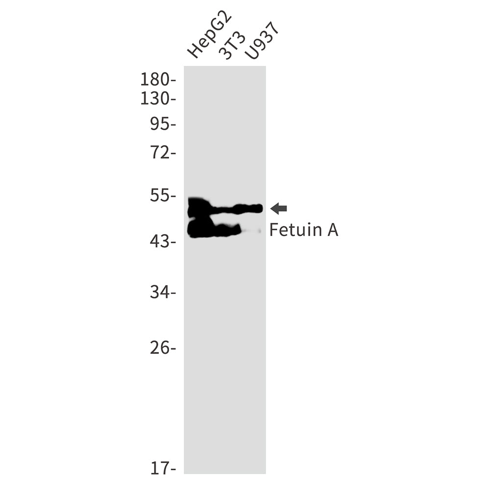 Fetuin A Rabbit Monoclonal Antibody