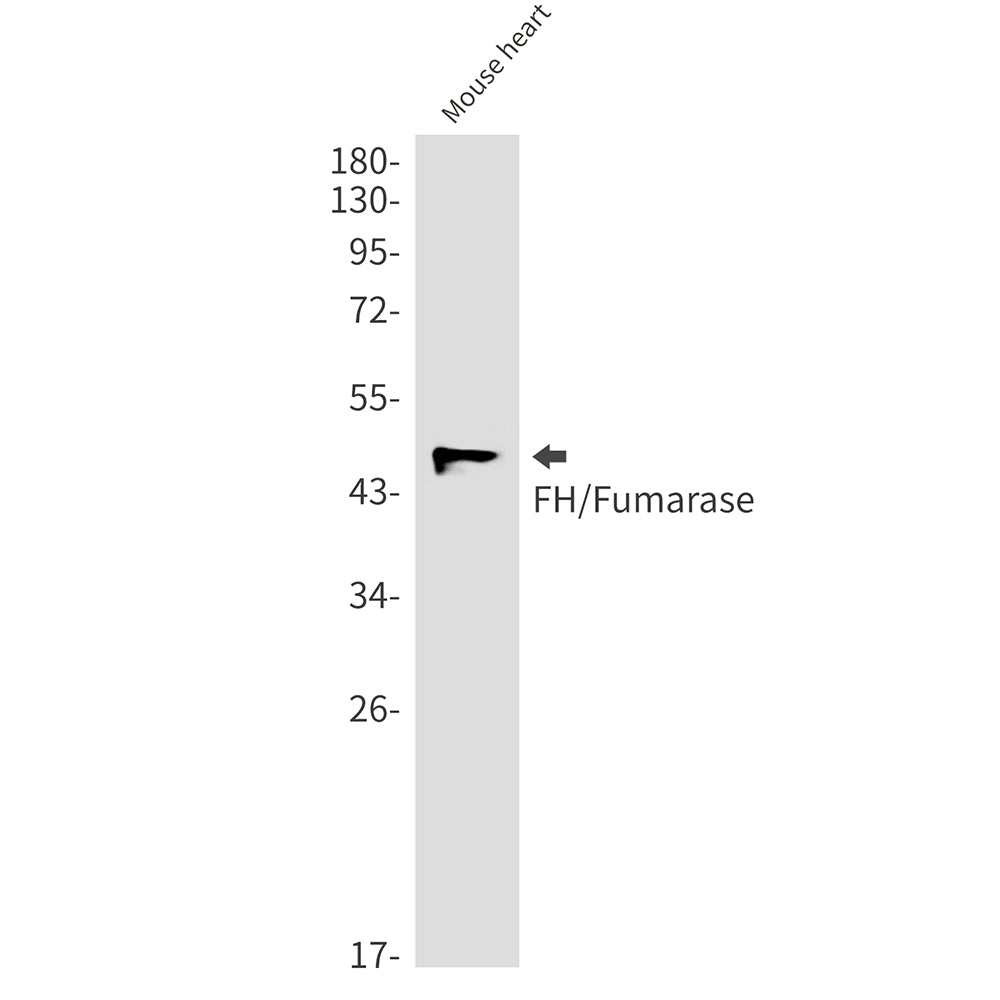 FH Rabbit Monoclonal Antibody