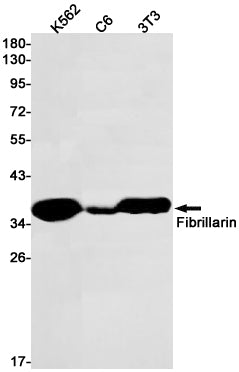 Fibrillarin Rabbit Monoclonal Antibody