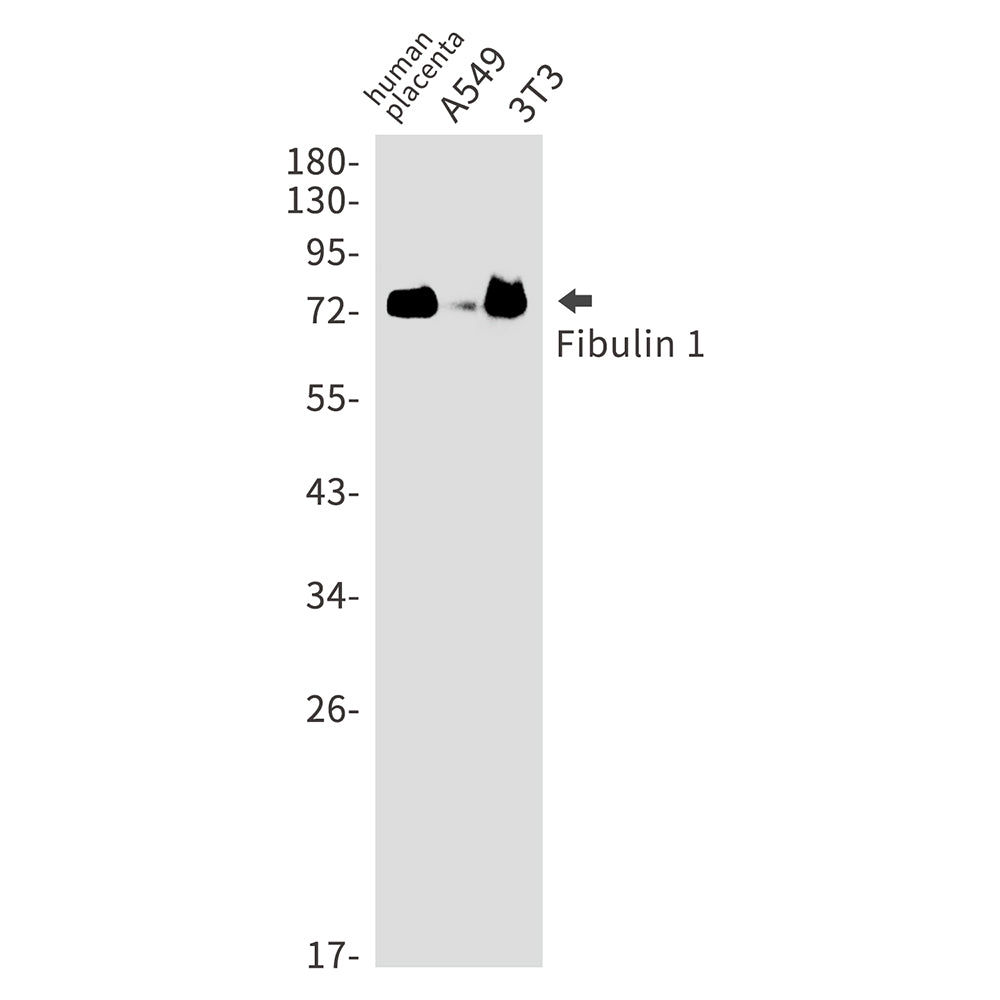 Fibulin 1 Rabbit Monoclonal Antibody
