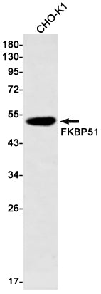 FKBP51 Rabbit Monoclonal Antibody
