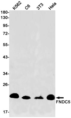 FNDC5 Rabbit Monoclonal Antibody