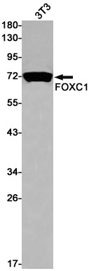 FOXC1 Rabbit Monoclonal Antibody