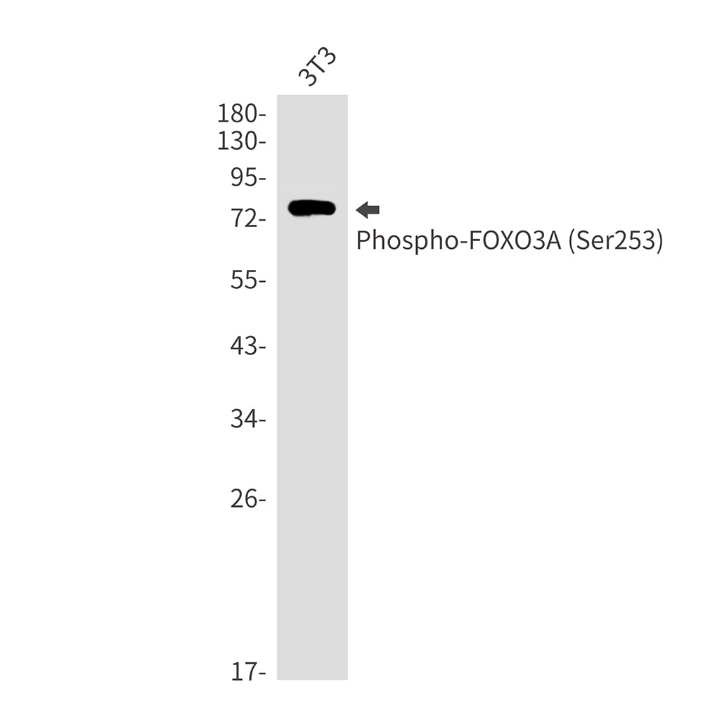 Phospho-FOXO3A (Ser253) Rabbit Monoclonal Antibody