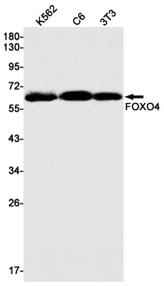 FOXO4 Rabbit Monoclonal Antibody