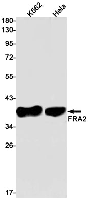 FRA2 Rabbit Monoclonal Antibody