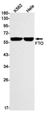 FTO Rabbit Monoclonal Antibody