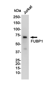 FUBP1 Rabbit Monoclonal Antibody