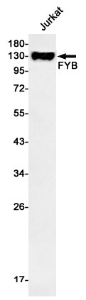 FYB Rabbit Monoclonal Antibody