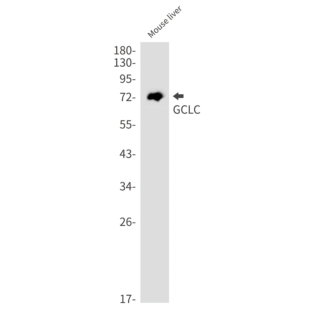 GCLC Rabbit Monoclonal Antibody