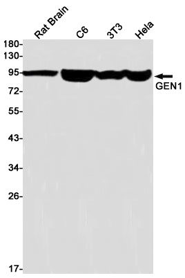 GEN1 Rabbit Monoclonal Antibody