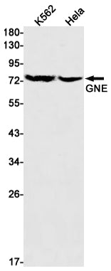 GNE Rabbit Monoclonal Antibody