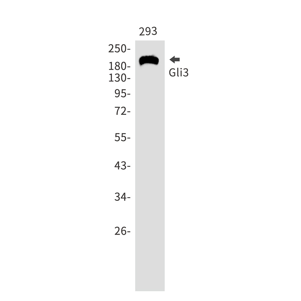 GLI3 Rabbit Monoclonal Antibody