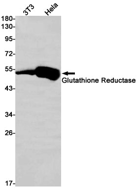 Glutathione Reductase Rabbit Monoclonal Antibody