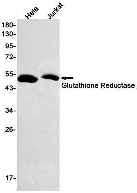 Glutathione Reductase Rabbit Monoclonal Antibody