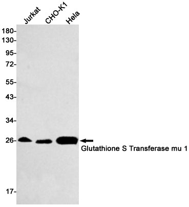 Glutathione S Transferase mu 1 Rabbit Monoclonal Antibody
