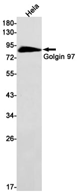 GOLGA1 Rabbit Monoclonal Antibody