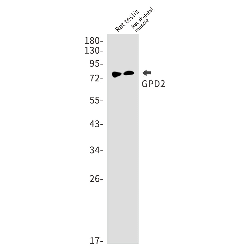 GPD2 Rabbit Monoclonal Antibody