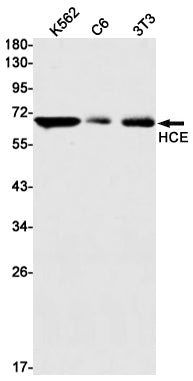 HCE Rabbit Monoclonal Antibody