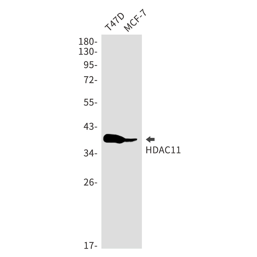 HDAC11 Rabbit Monoclonal Antibody