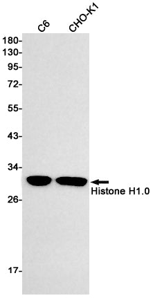 Histone H1.0 Rabbit Monoclonal Antibody