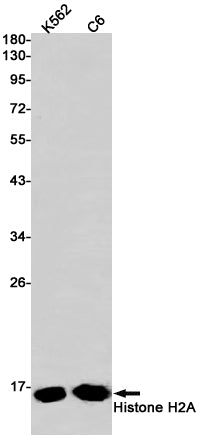 Histone H2A Rabbit Monoclonal Antibody