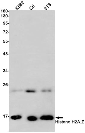 Histone H2A.Z Rabbit Monoclonal Antibody
