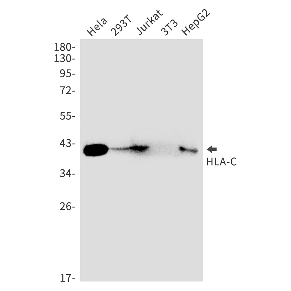 HLA C Rabbit Monoclonal Antibody