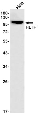HLTF Rabbit Monoclonal Antibody