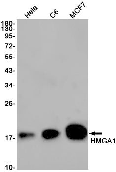 HMGA1 Rabbit Monoclonal Antibody