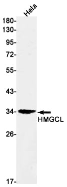 HMGCL Rabbit Monoclonal Antibody